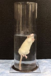 rats swimming 60 hours experiment